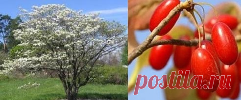 Кизил обыкновенный | Рецепты народной медицины