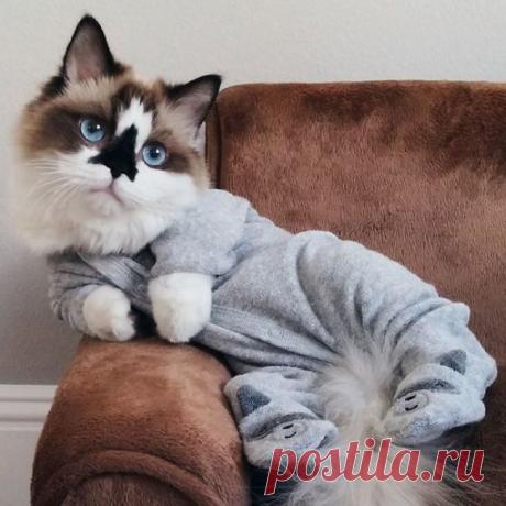 Кот Альберт - новая звезда интернета