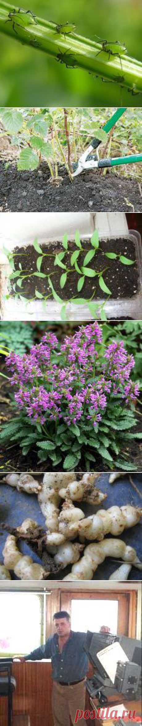 Сад и огород | Постила.ru