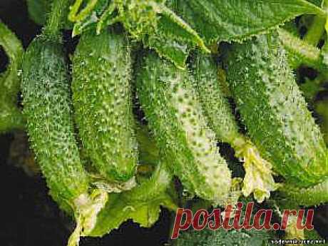 Огуречные секреты для хорошего урожая - Удобрения Подкормка - Каталог статей - Садовник