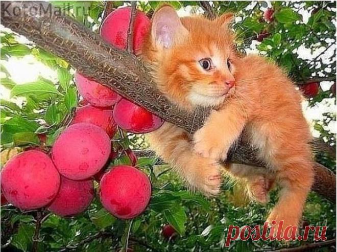 Персик на сливе)