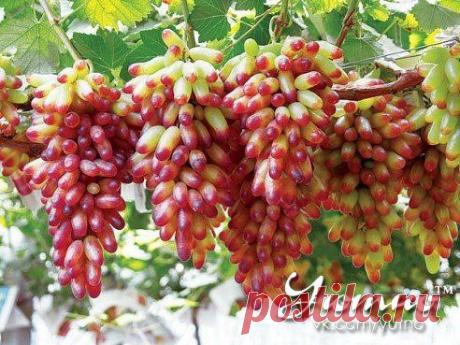 Размножение винограда отводками.