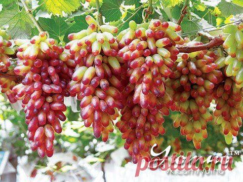 Размножение винограда отводками.