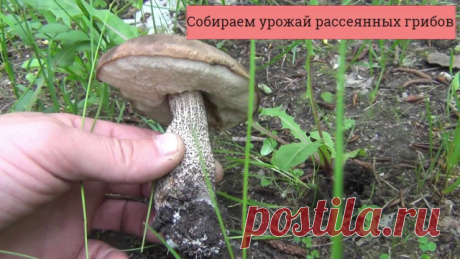 КАК СЕЯТЬ ГРИБЫ? КАК СЕЯТЬ ГРИБЫ?