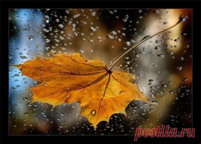 Заплакала осень холодным дождем.....