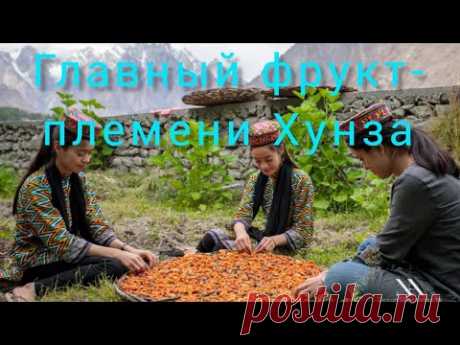 Абрикосы.Секреты племени Хунзы.Масло Абрикосовой Косточки