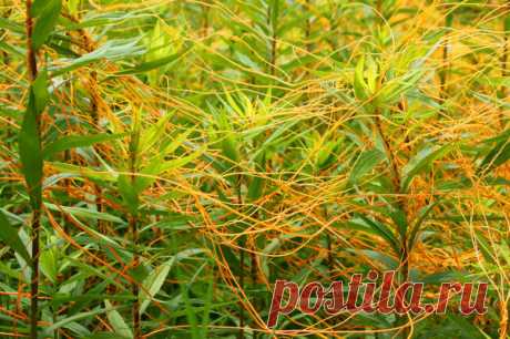 Опасность в пакетике семян: карантинные сорняки.  Очень полезная информация!!!!! С повиликой сражаюсь на даче. Её можно только сжечь.