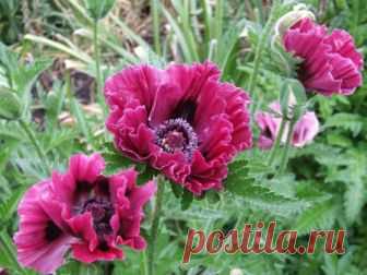 ПЕРЕСАДКА МАКА МНОГОЛЕТНЕГО. КАК ПРАВИЛЬНО ЭТО СДЕЛАТЬ?