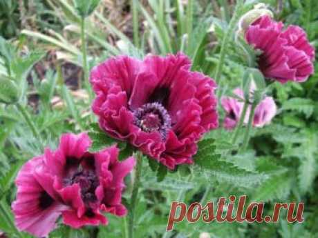 ПЕРЕСАДКА МАКА МНОГОЛЕТНЕГО. КАК ПРАВИЛЬНО ЭТО СДЕЛАТЬ?