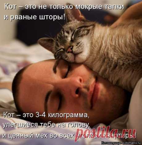 Котоматрица: Лучшие за прошлую неделю