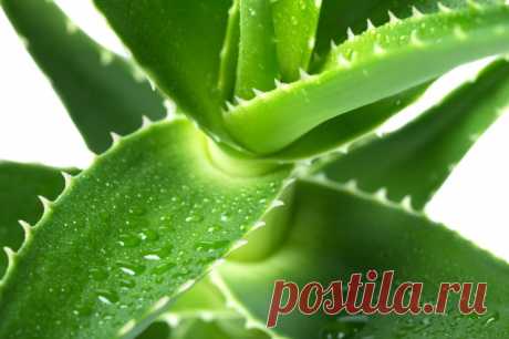 Настойка Алоэ На Водке – 3 Полезных Рецепта