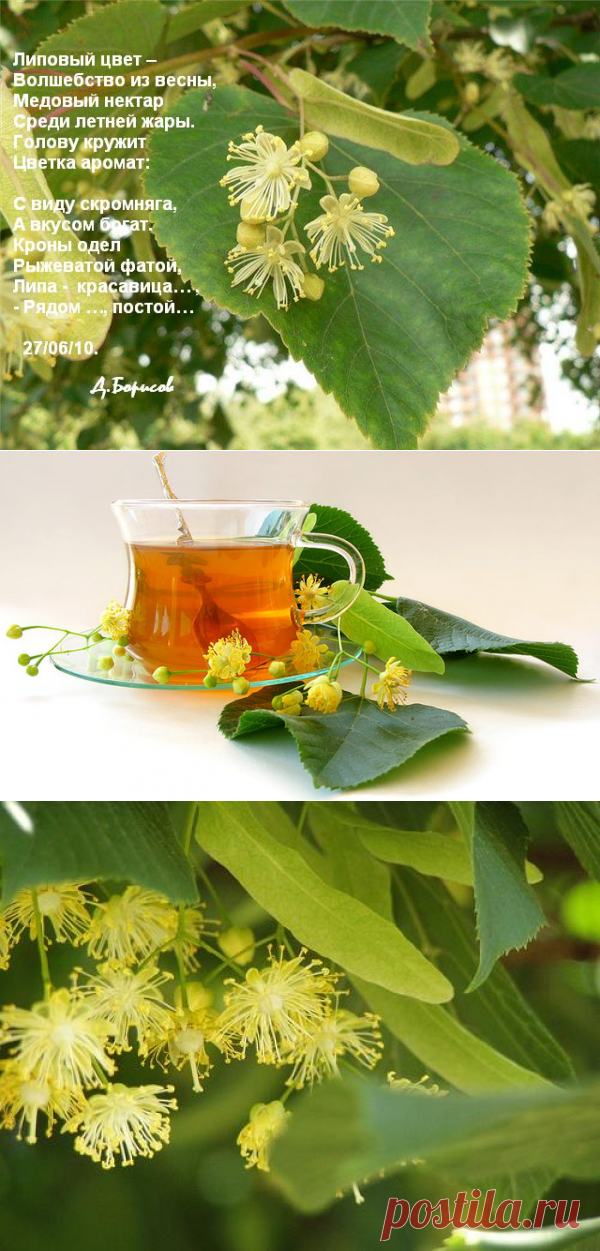 Липа. Полезные (целебные) свойства липы. Лечение липой.
