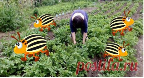 Раньше жуков с картошки собирала неправильно. Теперь за 1 раз ловлю всех, спасибо за науку знакомому агроному | Маленький сад на краю Вселенной | Яндекс Дзен