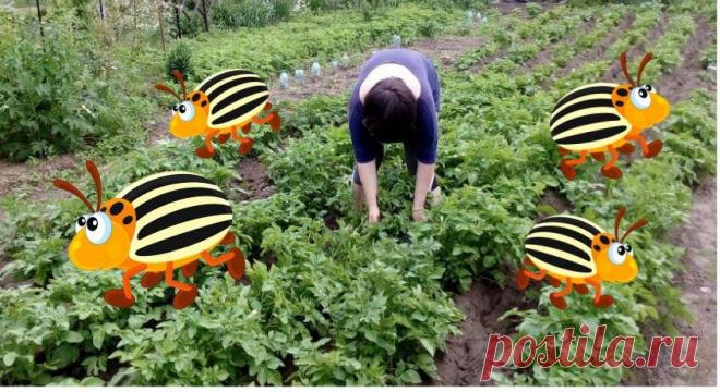 Раньше жуков с картошки собирала неправильно. Теперь за 1 раз ловлю всех, спасибо за науку знакомому агроному | Маленький сад на краю Вселенной | Яндекс Дзен