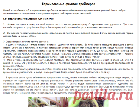 Фиалки трейлеры - Трейлеры Уход, размножение, каталог - Все о фиалках узамбарских - Домашний день
