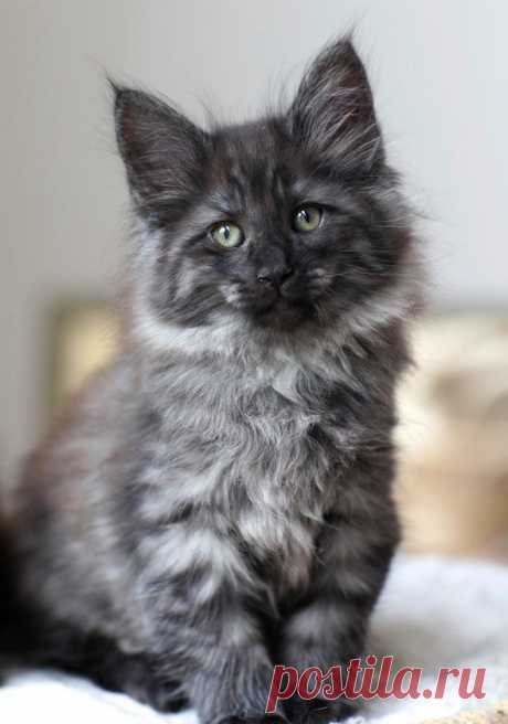 Good Morning Kitten