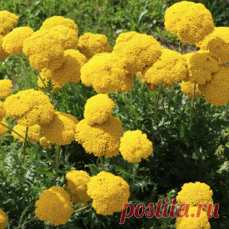 4 прекрасных Цветущих Растения для посадки семенами под зиму | Садовод Помощник | Яндекс Дзен