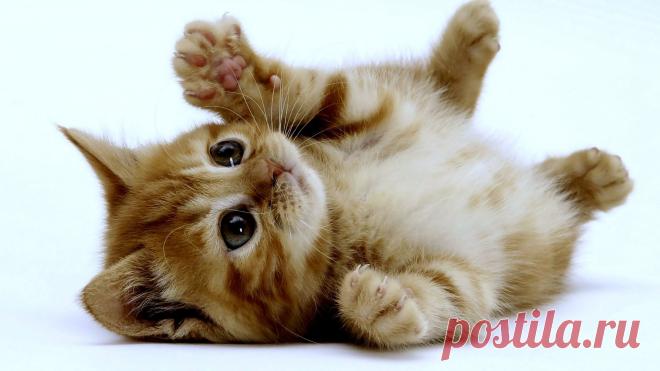 Funny Kitten Wallpaper
