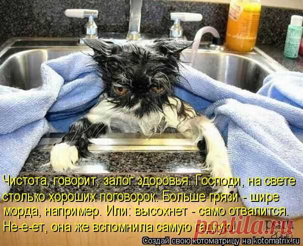 Котоматрица: Круть
