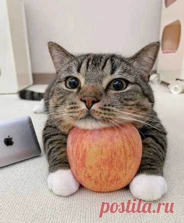 С яблочком in 2025 | Cat memes, Cute cats, Cute animals