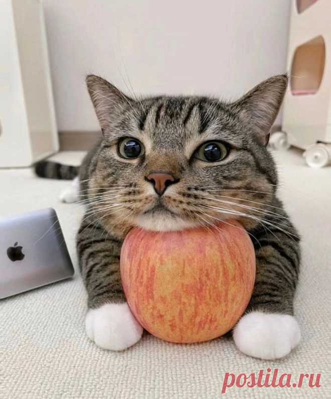 С яблочком in 2025 | Cat memes, Cute cats, Cute animals