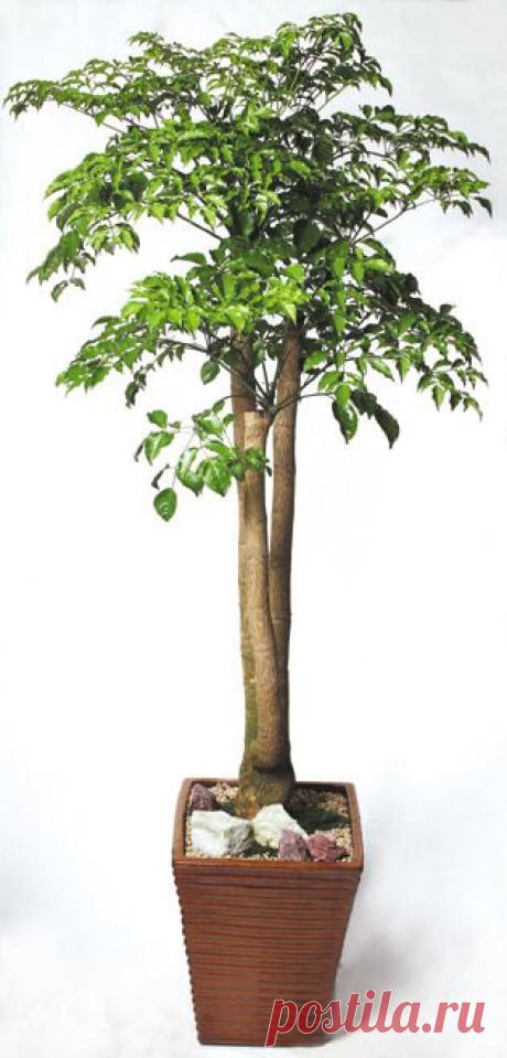 Гетеропанакс | Наш уютный дом