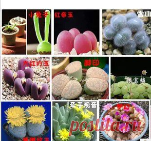 (M) (kupila) Free shipping 1 Pack (100 seeds mixed) Lithops flower seeds perennial for home stone flower-in Bonsai from Home & Garden on Aliexpress.com | Alibaba Group
