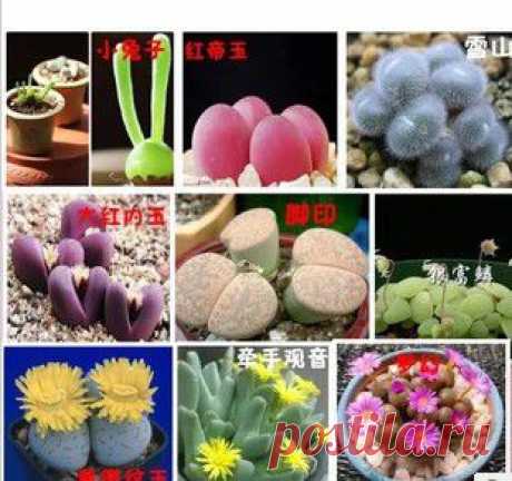 (M) (kupila) Free shipping 1 Pack (100 seeds mixed) Lithops flower seeds perennial for home stone flower-in Bonsai from Home &amp; Garden on Aliexpress.com | Alibaba Group