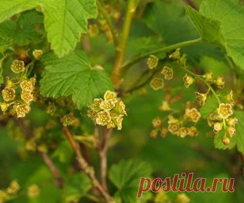 Смородина в конце мая - привлекаем пчел и размножаем отводками