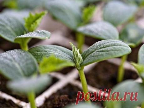 (1) Gardenamania - КАК ВЫРАЩИВАТЬ ОГУРЦЫ Согласитесь, огурцы,...