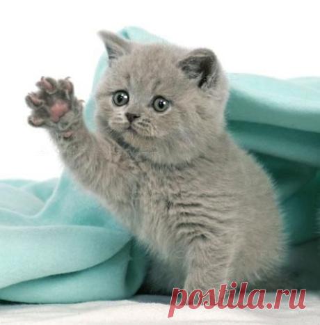 Родослав: Желаю Добрым людям МИРА,ГАРМОНИИ и ЛЮБВИ!!!