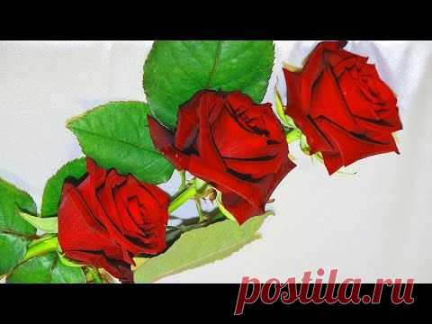 Чудесно и Красиво для души! Это Безумно Красивая Мелодия, Цветы красиво распускаются под музыку