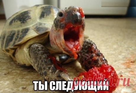 Хотите сделать фото в стиле фильма ужасов? Дайте черепашке клубничку)))