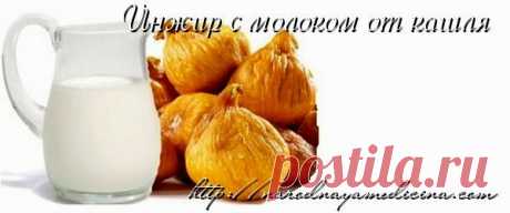 Инжир с молоком от кашля. | Все о здоровье