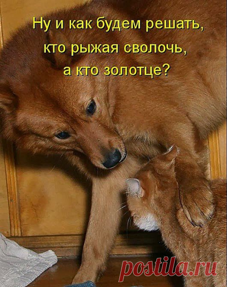 Собачьи радости или собакоматрица - 1 | 5минутка