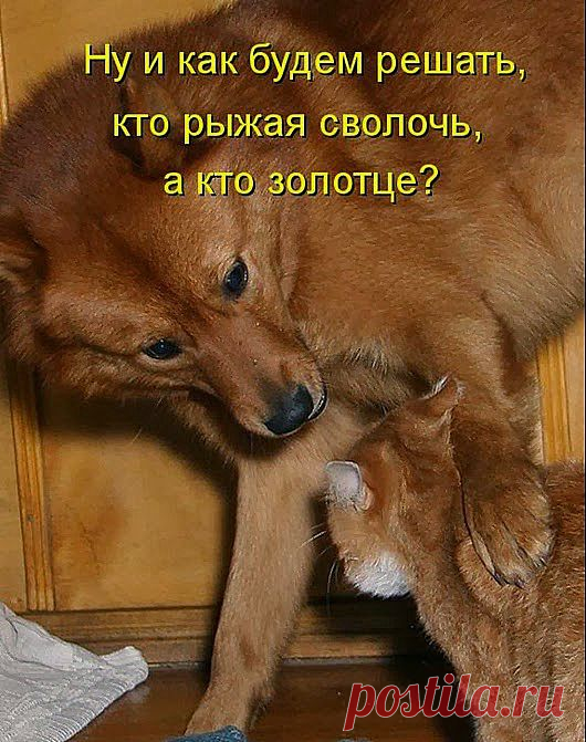 Собачьи радости или собакоматрица - 1 | 5минутка