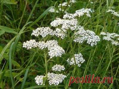Целебные свойства тысячелистника
