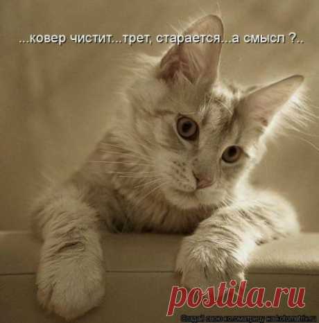 ˙˙·٠•● ☆ Official Public Page Кот экзот Sancho☆