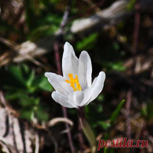 РАДОСТЬ И ЗДОРОВЬЕ