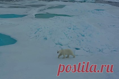 Любопытные белые медведи сорвали изучение сейсмической активности в Арктике. Любопытные белые медведи сорвали изучение сейсмической активности в Арктике — животные наведались в оставшийся без присмотра научный лагерь российских полярников и вывели из строя сейсмостанцию. Об этом сообщает Арктический и антарктический НИИ в своем Telegram-канале.