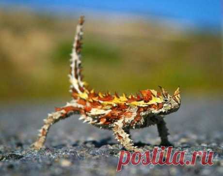 10 мифических на вид животных: Молох