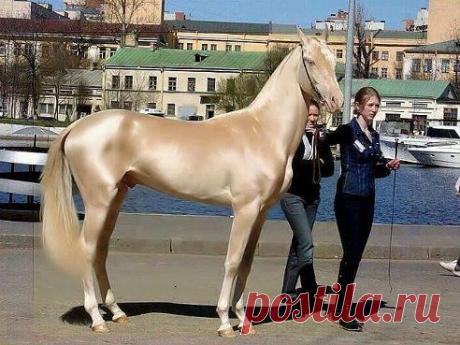 Бывает же такая красота на белом свете!!!!!!!!!!!!!!!!!!

Самый красивый конь в мире
(Изабелловая масть)