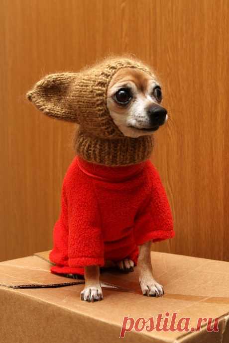 20 животных, которые готовы к зиме