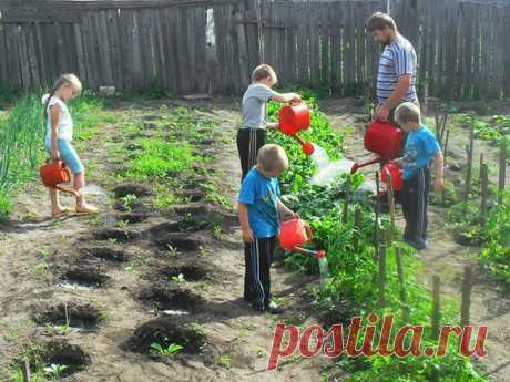 Главные принципы правильного полива: как, сколько и когда
У правильного полива три основных условия: своевременность, регулярность, норма. Как их надо применять для разных овощей летом?
Полив огурцов сверху или в бороздку
Корни огурцов слабые и располагают…