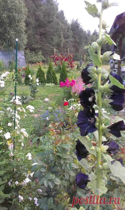 Сад Сергея Маланина | Самоцветик