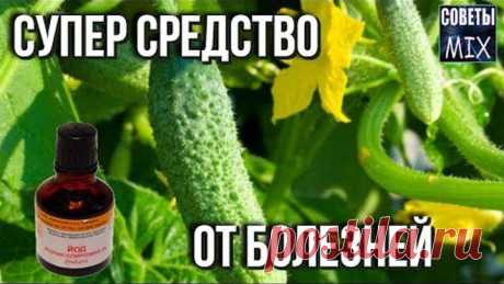 Обработка огурцов йодом, молоком Рецепты для защиты, профилактики и лечения Дачные советы