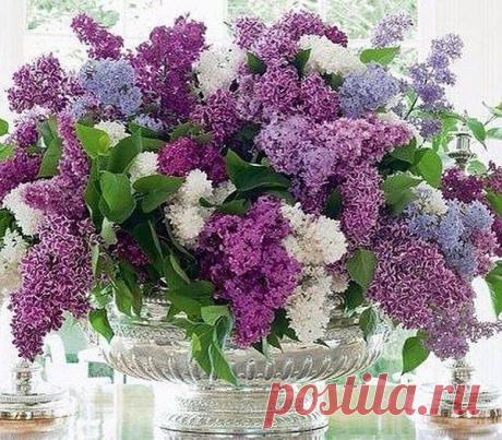 Голосование Мисс/Мистер