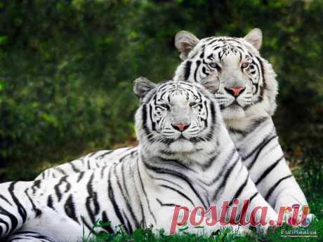 Wallpaper Animaux.php