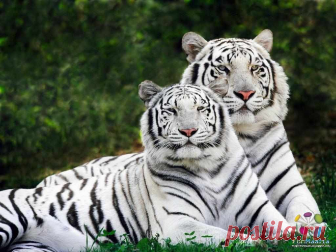 Wallpaper Animaux.php