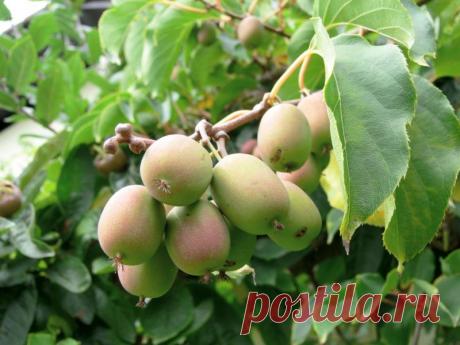 Выращивание актинидии в Сибири, особенности посадки и ухода Сорта актинидии для посадки в Сибири. Различные селекции зимостойких сортов. Советы по посадке, выращиванию и уходу в этом регионе. Фото и видео по теме.